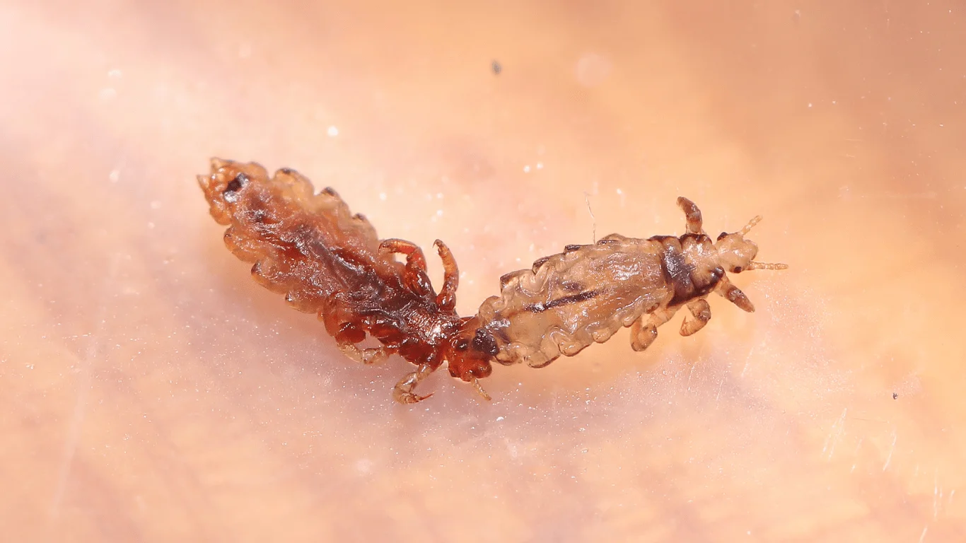Parasitic Infections Treatment Descriptions | QuickCare 365 Virtual Care